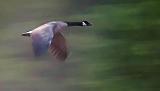 Goose In Flight_06816
